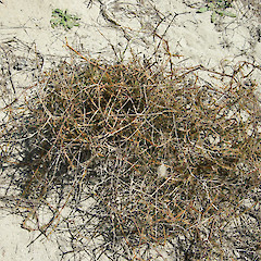 Cape Kidnappers - near Ocean Beach.<br>Photographer: John Sawyer, Date taken: 01/02/2010, Licence: <a target='_blank' href='https://creativecommons.org/licenses/by-nc/4.0'>CC BY-NC</a>.