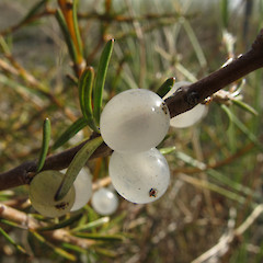 North Otago, fruit.<br>Photographer: John Barkla, Licence: <a target='_blank' href='https://creativecommons.org/licenses/by/4.0'>CC BY</a>.