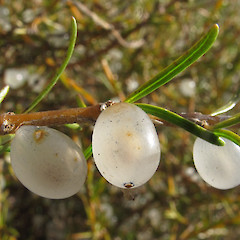 North Otago, fruit.<br>Photographer: John Barkla, Licence: <a target='_blank' href='https://creativecommons.org/licenses/by/4.0'>CC BY</a>.
