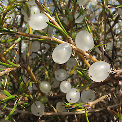 North Otago, fruit.<br>Photographer: John Barkla, Licence: <a target='_blank' href='https://creativecommons.org/licenses/by/4.0'>CC BY</a>.