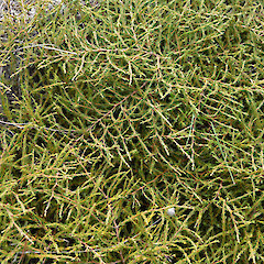 Te Arai, north Auckland.<br>Photographer: John Sawyer, Date taken: 01/05/2013, Licence: <a target='_blank' href='https://creativecommons.org/licenses/by-nc/4.0'>CC BY-NC</a>.