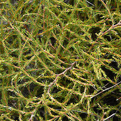 Te Arai, north Auckland.<br>Photographer: John Sawyer, Date taken: 01/05/2013, Licence: <a target='_blank' href='https://creativecommons.org/licenses/by-nc/4.0'>CC BY-NC</a>.