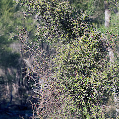 Otakaha Stream, Palliser Bay.<br>Photographer: Jeremy R. Rolfe, Date taken: 15/03/2008, Licence: <a target='_blank' href='https://creativecommons.org/licenses/by/4.0'>CC BY</a>.