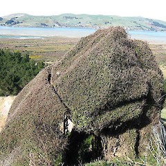 Windshorn plant. Aramoana.<br>Photographer: John Barkla, Licence: <a target='_blank' href='https://creativecommons.org/licenses/by/4.0'>CC BY</a>.