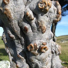 Bark. Hayward Point, Dunedin.<br>Photographer: John Barkla, Licence: <a target='_blank' href='https://creativecommons.org/licenses/by/4.0'>CC BY</a>.