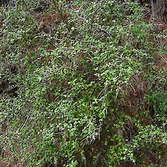 Coprosma crassifolia.<br>Photographer: Wayne Bennett, Licence: <a target='_blank' href='https://creativecommons.org/licenses/by-nc/4.0'>CC BY-NC</a>.
