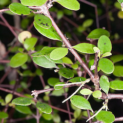 Pistillate flowers. Mangatoetoe Stream, Palliser Bay.<br>Photographer: Jeremy R. Rolfe, Date taken: 02/10/2010, Licence: <a target='_blank' href='https://creativecommons.org/licenses/by/4.0'>CC BY</a>.