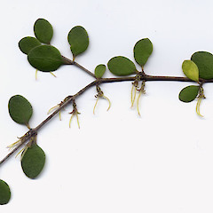 Female flowers.<br>Photographer: John Barkla, Licence: <a target='_blank' href='https://creativecommons.org/licenses/by/4.0'>CC BY</a>.