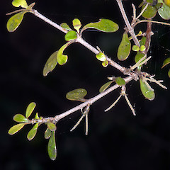 Pistillate flowers. Eastern Wairarapa.<br>Photographer: Jeremy R. Rolfe, Date taken: 10/10/2010, Licence: <a target='_blank' href='https://creativecommons.org/licenses/by/4.0'>CC BY</a>.