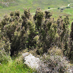 Longlands Pastoral Lease.<br>Photographer: John Barkla, Licence: <a target='_blank' href='https://creativecommons.org/licenses/by/4.0'>CC BY</a>.