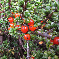 Minaret Burn, in fruit, March.<br>Photographer: John Barkla, Licence: <a target='_blank' href='https://creativecommons.org/licenses/by/4.0'>CC BY</a>.