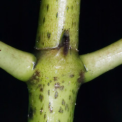 Stipule. Stokes Valley, Lower Hutt.<br>Photographer: Jeremy R. Rolfe, Date taken: 05/06/2006, Licence: <a target='_blank' href='https://creativecommons.org/licenses/by/4.0'>CC BY</a>.