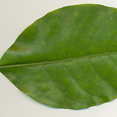 Leaf of Coprosma grandifolia.<br>Photographer: Wayne Bennett, Licence: <a target='_blank' href='https://creativecommons.org/licenses/by-nc/4.0'>CC BY-NC</a>.