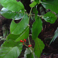 Coprosma grandifolia.<br>Photographer: Wayne Bennett, Licence: <a target='_blank' href='https://creativecommons.org/licenses/by-nc/4.0'>CC BY-NC</a>.