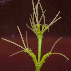 Coprosma grandifolia (female).<br>Photographer: Wayne Bennett, Licence: <a target='_blank' href='https://creativecommons.org/licenses/by-nc/4.0'>CC BY-NC</a>.