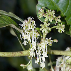 Stminate flowers. Silverstream, Upper Hutt.<br>Photographer: Jeremy R. Rolfe, Date taken: 06/04/2005, Licence: <a target='_blank' href='https://creativecommons.org/licenses/by/4.0'>CC BY</a>.
