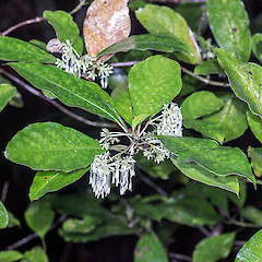 Staminate flowers. Holdsworth, Tararua Range.<br>Photographer: Jeremy R. Rolfe, Date taken: 02/04/2015, Licence: <a target='_blank' href='https://creativecommons.org/licenses/by/4.0'>CC BY</a>.