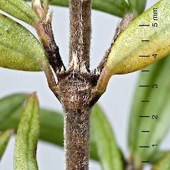 Stipule. Te Marua, Upper Hutt.<br>Photographer: Jeremy R. Rolfe, Date taken: 14/04/2007, Licence: <a target='_blank' href='https://creativecommons.org/licenses/by/4.0'>CC BY</a>.
