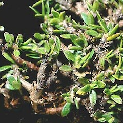 Coprosma niphophila