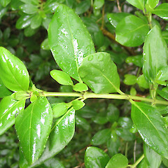 Coprosma petiolata
