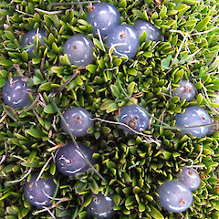 Pisa Range, in fruit.<br>Photographer: John Barkla, Licence: <a target='_blank' href='https://creativecommons.org/licenses/by/4.0'>CC BY</a>.