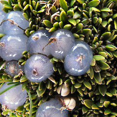 Pisa Range, in fruit.<br>Photographer: John Barkla, Licence: <a target='_blank' href='https://creativecommons.org/licenses/by/4.0'>CC BY</a>.