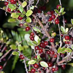 Kerikeri River.<br>Photographer: Jeremy R. Rolfe, Date taken: 09/03/2007, Licence: <a target='_blank' href='https://creativecommons.org/licenses/by/4.0'>CC BY</a>.