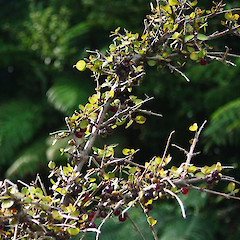 Fruit of Coprosma rhamnoides.<br>Photographer: Wayne Bennett, Licence: <a target='_blank' href='https://creativecommons.org/licenses/by-nc/4.0'>CC BY-NC</a>.
