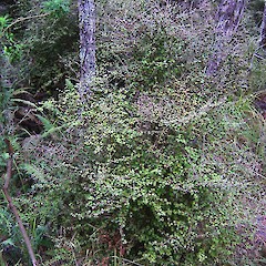 Coprosma rhamnoides shrub.<br>Photographer: Wayne Bennett, Licence: <a target='_blank' href='https://creativecommons.org/licenses/by-nc/4.0'>CC BY-NC</a>.