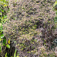 Wstern Hutt hills.<br>Photographer: Jeremy R. Rolfe, Date taken: 10/08/2013, Licence: <a target='_blank' href='https://creativecommons.org/licenses/by/4.0'>CC BY</a>.