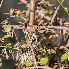 Pistillate flowers. Upper Hutt.<br>Photographer: Jeremy R. Rolfe, Date taken: 12/09/2015, Licence: <a target='_blank' href='https://creativecommons.org/licenses/by/4.0'>CC BY</a>.