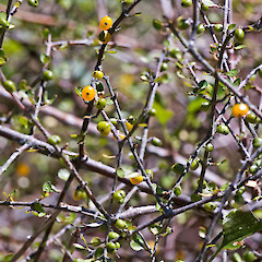 Aorangi Range.<br>Photographer: Jeremy R. Rolfe, Date taken: 07/02/2009, Licence: <a target='_blank' href='https://creativecommons.org/licenses/by/4.0'>CC BY</a>.