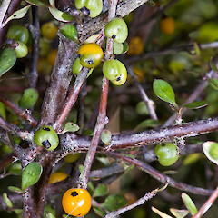 Aorangi Range.<br>Photographer: Jeremy R. Rolfe, Date taken: 07/02/2009, Licence: <a target='_blank' href='https://creativecommons.org/licenses/by/4.0'>CC BY</a>.