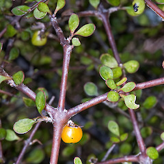 Aorangi Range.<br>Photographer: Jeremy R. Rolfe, Date taken: 07/02/2009, Licence: <a target='_blank' href='https://creativecommons.org/licenses/by/4.0'>CC BY</a>.