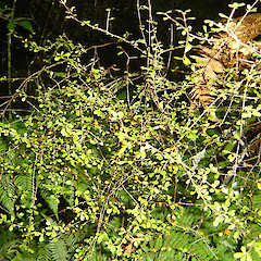 Coprosma rigida.<br>Photographer: Wayne Bennett, Licence: <a target='_blank' href='https://creativecommons.org/licenses/by-nc/4.0'>CC BY-NC</a>.