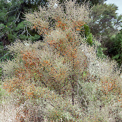 Waihora Stream, southern Wairarapa.<br>Photographer: Jeremy R. Rolfe, Date taken: 25/02/2014, Licence: <a target='_blank' href='https://creativecommons.org/licenses/by/4.0'>CC BY</a>.