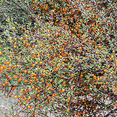 Waihora Stream, southern Wairarapa.<br>Photographer: Jeremy R. Rolfe, Date taken: 25/02/2014, Licence: <a target='_blank' href='https://creativecommons.org/licenses/by/4.0'>CC BY</a>.
