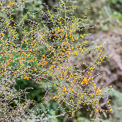 Kowhai bush, eastern Wairarapa.<br>Photographer: Jeremy R. Rolfe, Date taken: 25/02/2014, Licence: <a target='_blank' href='https://creativecommons.org/licenses/by/4.0'>CC BY</a>.