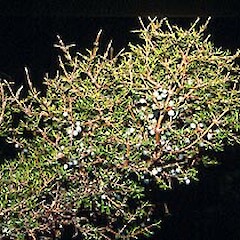 Coprosma rugosa
