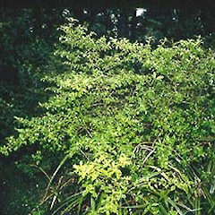 Pureora, May.<br>Photographer: John Smith-Dodsworth, Licence: <a target='_blank' href='https://creativecommons.org/licenses/by-nc/4.0'>CC BY-NC</a>.