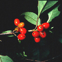 At Pureora, May.<br>Photographer: John Smith-Dodsworth, Licence: <a target='_blank' href='https://creativecommons.org/licenses/by-nc/4.0'>CC BY-NC</a>.