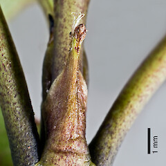 Stipule. Herepai Ridge, Tararua Forest Park.<br>Photographer: Jeremy R. Rolfe, Date taken: 09/03/2008, Licence: <a target='_blank' href='https://creativecommons.org/licenses/by/4.0'>CC BY</a>. <a class='member-message' href='/nzpcn/why-join-nzpcn/' target='_blank'>Members can view a larger version of this image.</a>