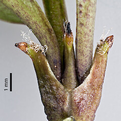 Stipules, lateral view. Herepai Ridge, Tararua Forest Park.<br>Photographer: Jeremy R. Rolfe, Date taken: 09/03/2008, Licence: <a target='_blank' href='https://creativecommons.org/licenses/by/4.0'>CC BY</a>. <a class='member-message' href='/nzpcn/why-join-nzpcn/' target='_blank'>Members can view a larger version of this image.</a>