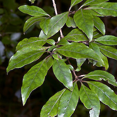 Herepai Ridge, Tararua Forest Park.<br>Photographer: Jeremy R. Rolfe, Date taken: 09/03/2008, Licence: <a target='_blank' href='https://creativecommons.org/licenses/by/4.0'>CC BY</a>. <a class='member-message' href='/nzpcn/why-join-nzpcn/' target='_blank'>Members can view a larger version of this image.</a>