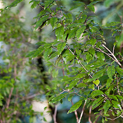 Herepai Ridge, Tararua Forest Park.<br>Photographer: Jeremy R. Rolfe, Date taken: 05/06/2010, Licence: <a target='_blank' href='https://creativecommons.org/licenses/by/4.0'>CC BY</a>. <a class='member-message' href='/nzpcn/why-join-nzpcn/' target='_blank'>Members can view a larger version of this image.</a>