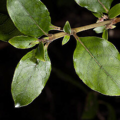 Waihohonu Track, Tongariro N.P.<br>Photographer: Mike Thorsen, Date taken: 14/10/2013, Licence: All rights reserved. <a class='member-message' href='/nzpcn/why-join-nzpcn/' target='_blank'>Members can view a larger version of this image.</a>