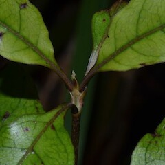 Photographer: Patrick Enright, Date taken: 08/11/2014, Licence: All rights reserved. <a class='member-message' href='/nzpcn/why-join-nzpcn/' target='_blank'>Members can view a larger version of this image.</a>