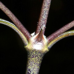 Photographer: Patrick Enright, Date taken: 08/11/2014, Licence: All rights reserved. <a class='member-message' href='/nzpcn/why-join-nzpcn/' target='_blank'>Members can view a larger version of this image.</a>