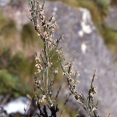 Carmichaelia crassicaulis subsp. racemosum.<br>Photographer: John Barkla, Licence: <a target='_blank' href='https://creativecommons.org/licenses/by/4.0'>CC BY</a>. <a class='member-message' href='/nzpcn/why-join-nzpcn/' target='_blank'>Members can view a larger version of this image.</a>