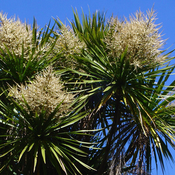 Cordyline australis